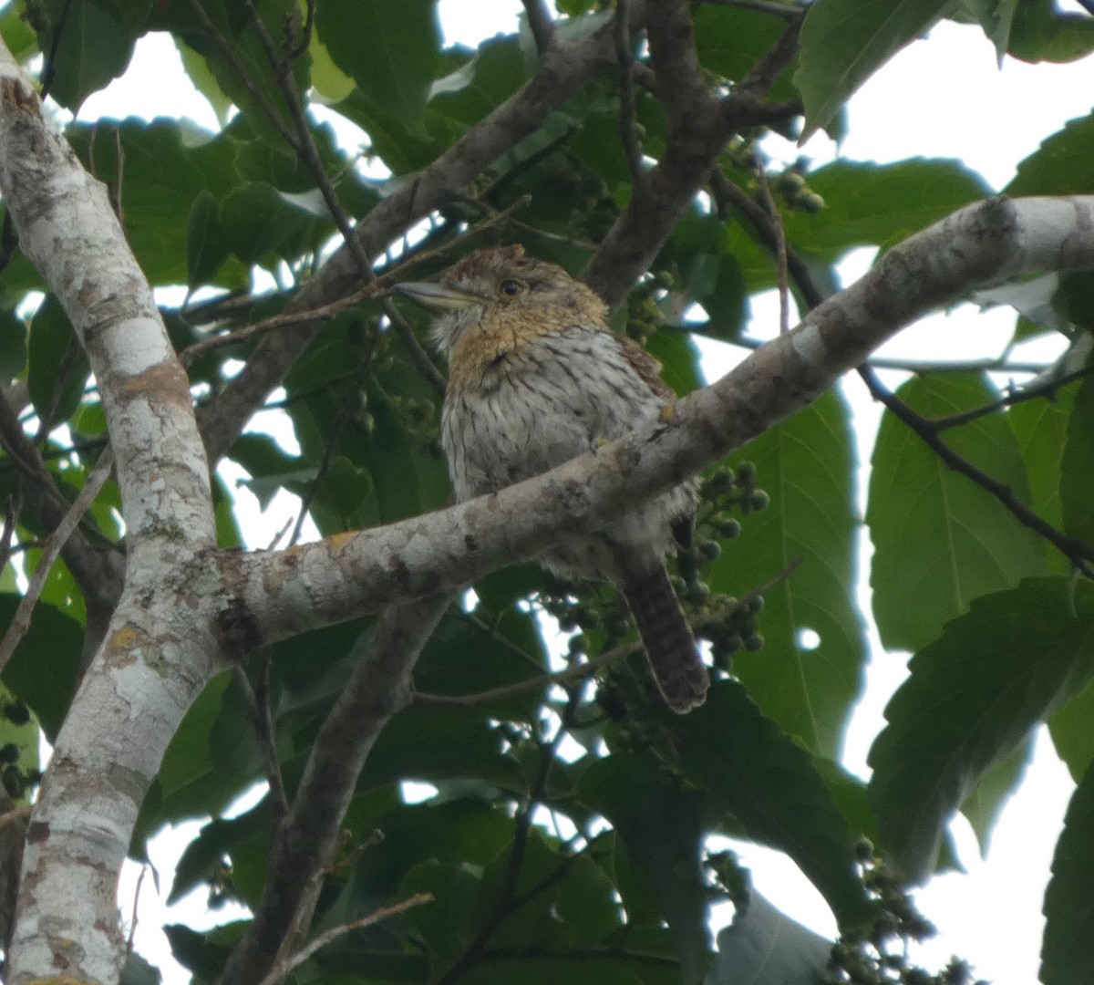 Western Striolated-Puffbird - ML647766734