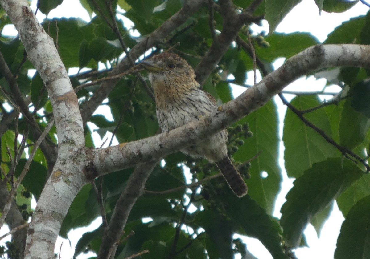 Western Striolated-Puffbird - ML647766735