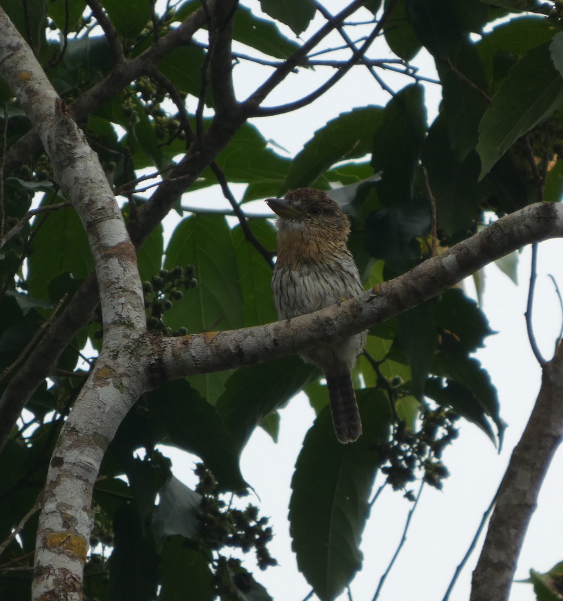 Western Striolated-Puffbird - ML647766737