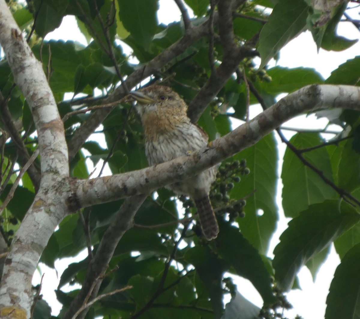 Western Striolated-Puffbird - ML647766738