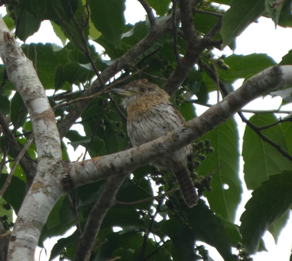 Western Striolated-Puffbird - ML647766739