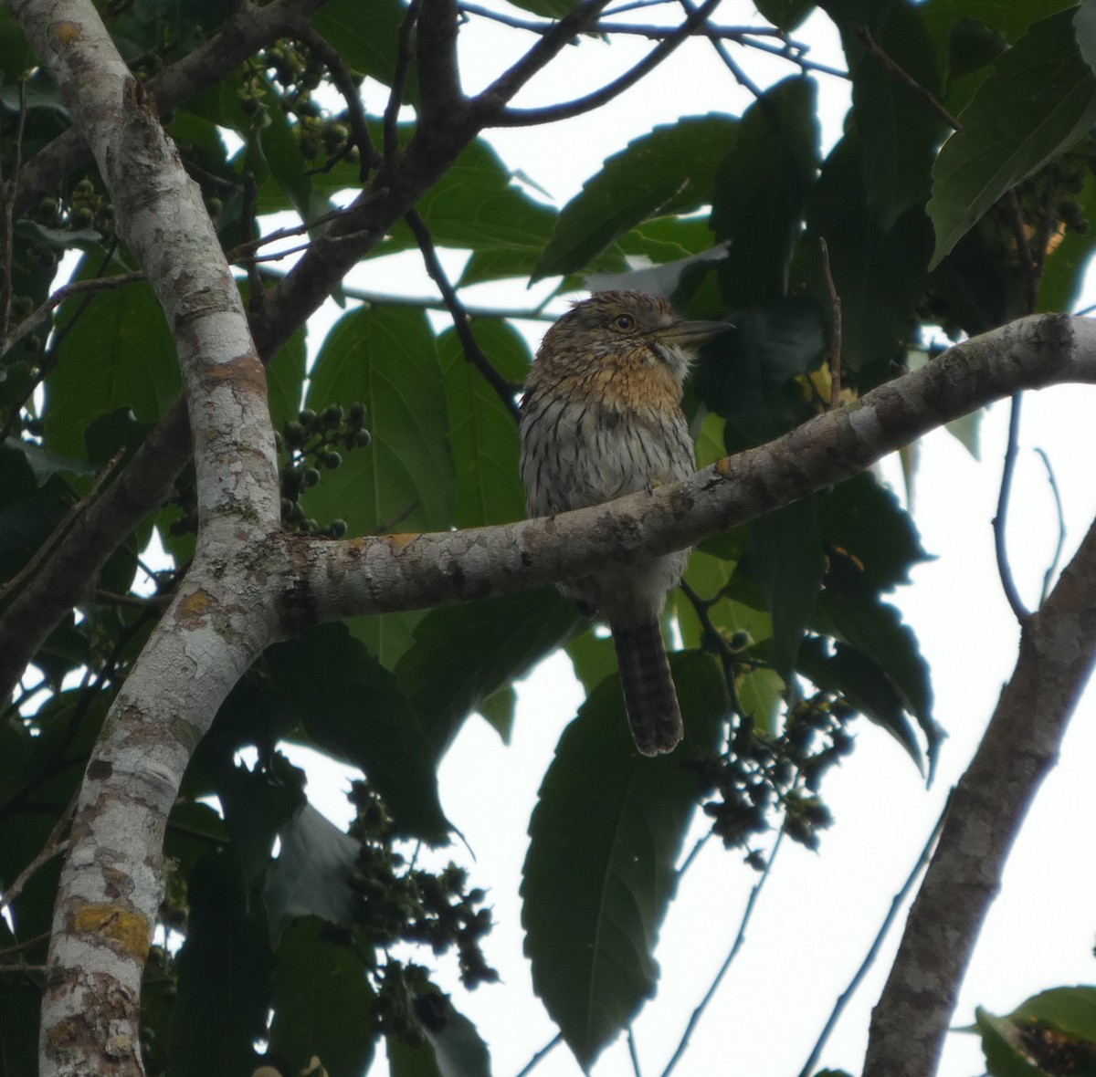Western Striolated-Puffbird - ML647766740