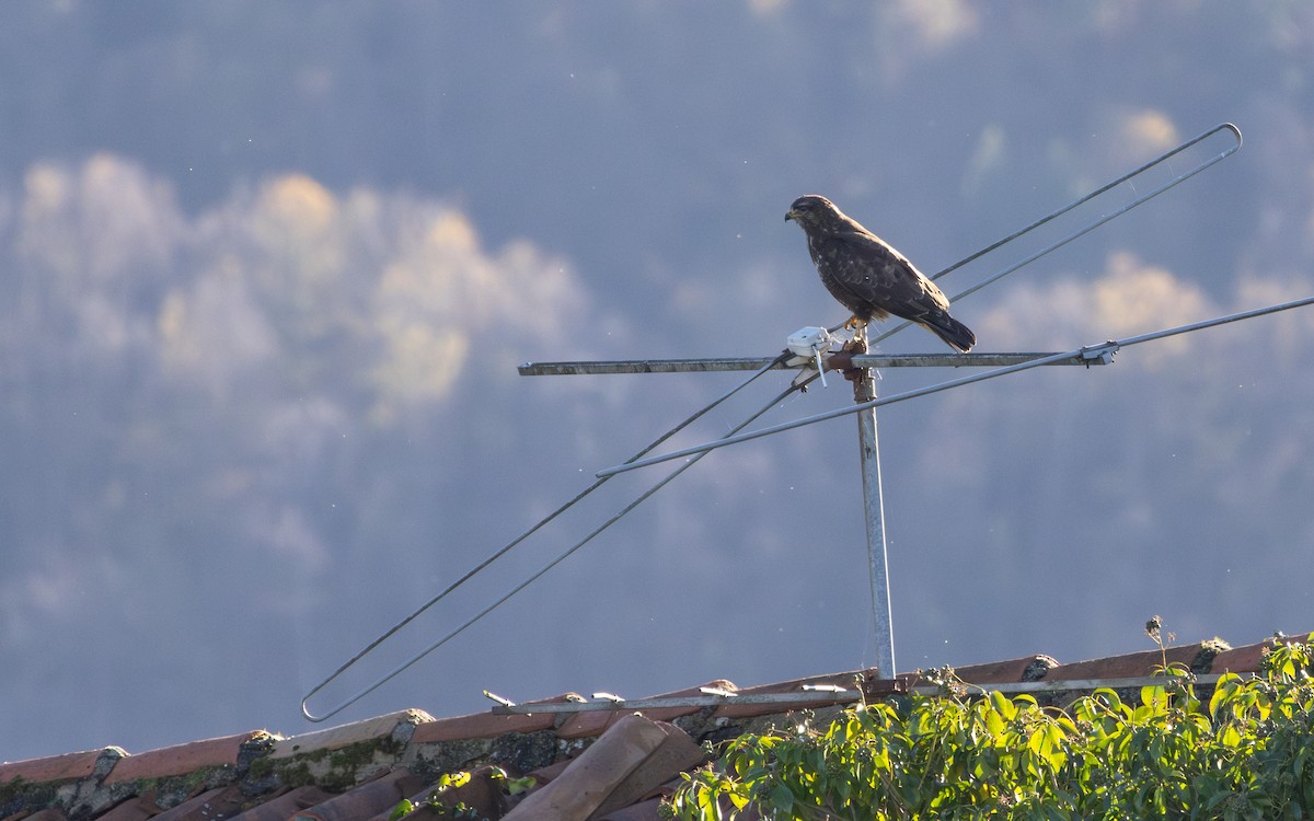 Buse variable - ML647766852