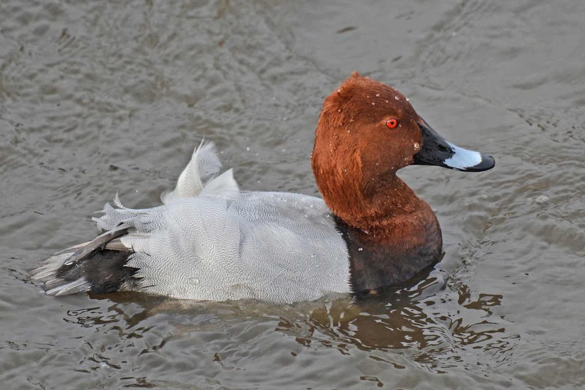 Common Pochard - ML647766873