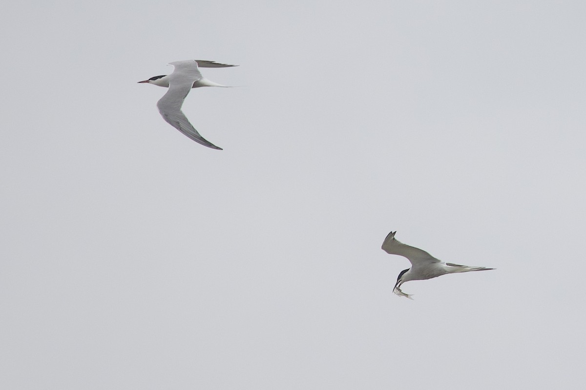 燕鷗(longipennis) - ML647766894