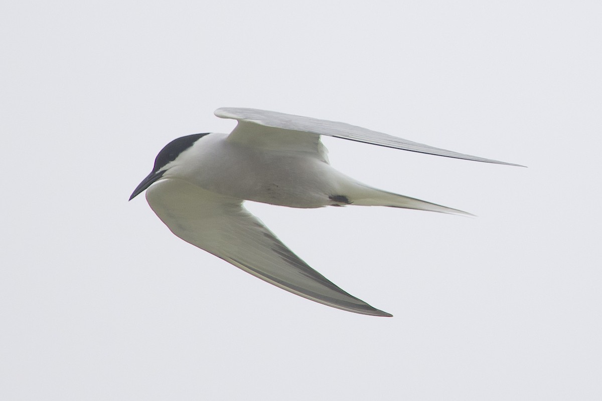 燕鷗(longipennis) - ML647766895