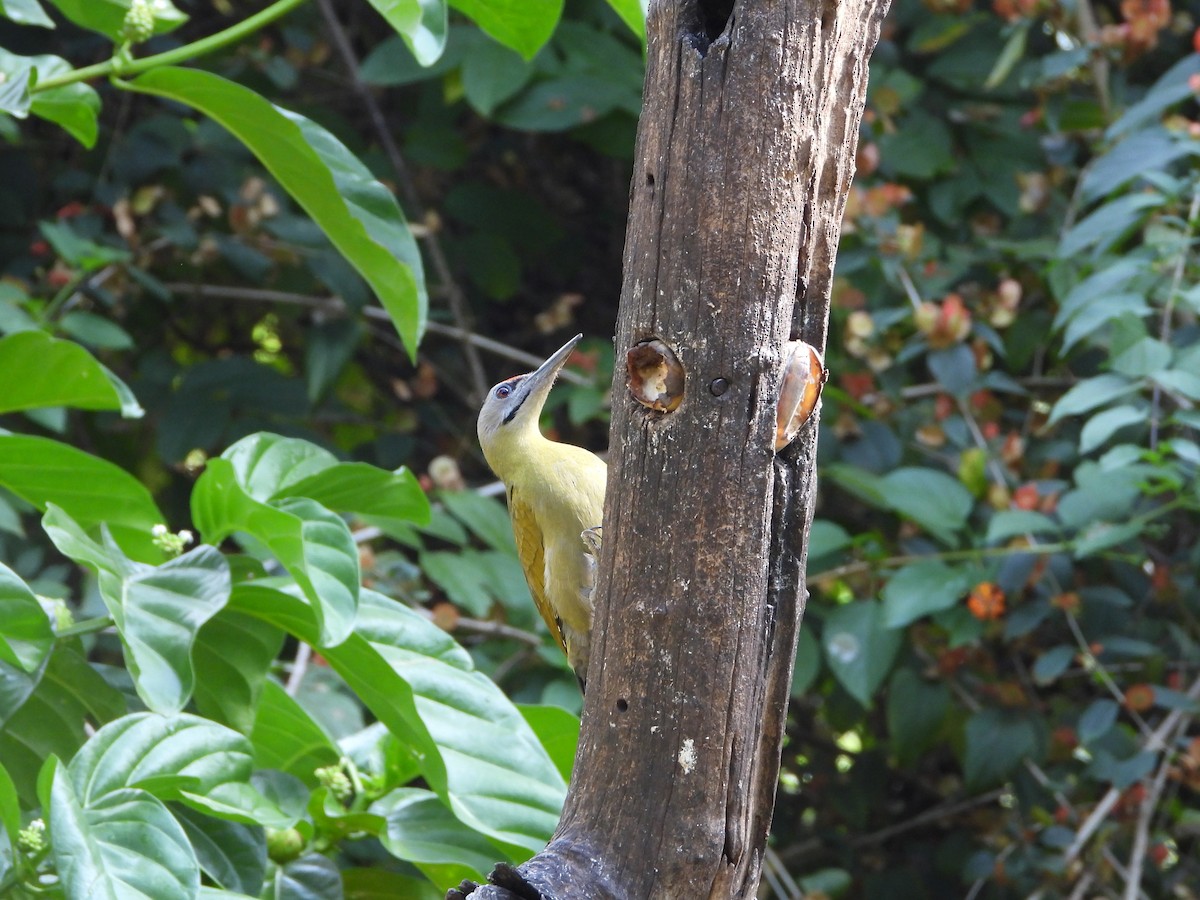 Pic cendré (groupe guerini) - ML647766896