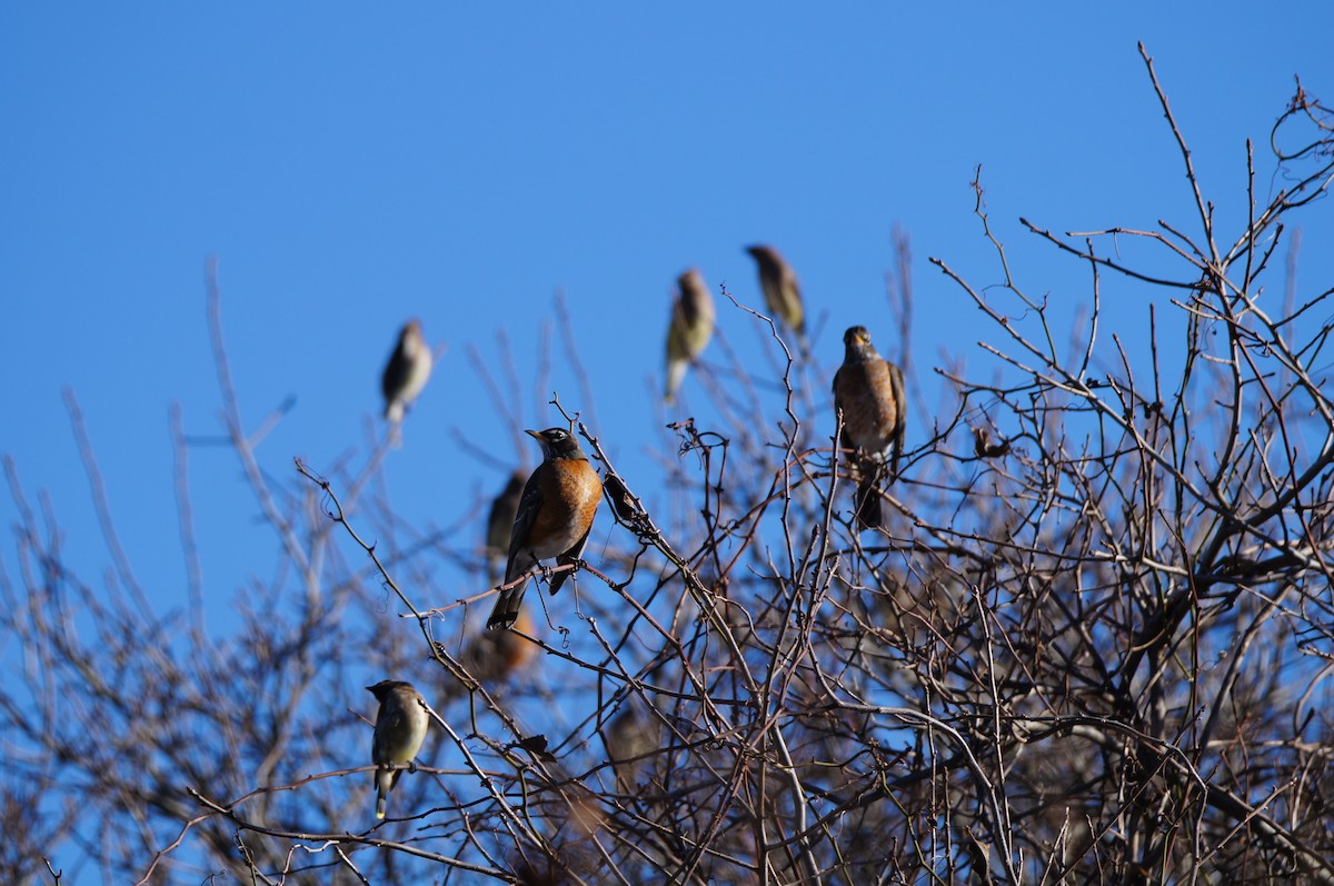 American Robin - ML647766920