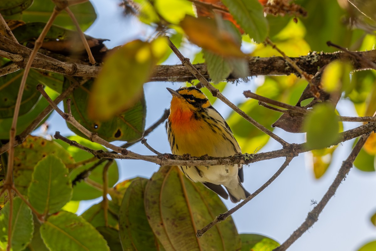 סבכון כתום-גרון - ML647766922