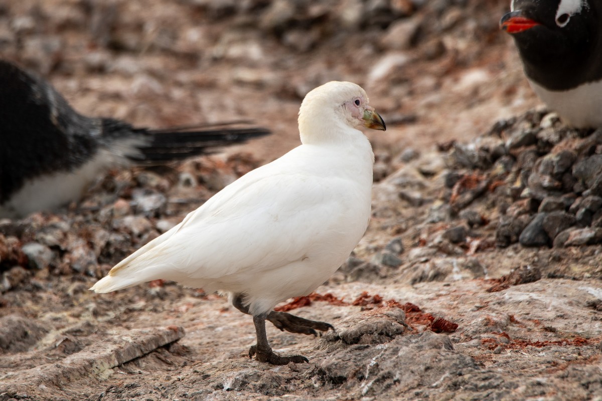 Snowy Sheathbill - ML647766927