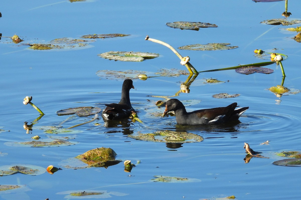 Курочка латиноамериканська - ML647766938