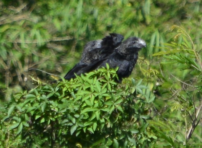 glattnebbani - ML647766989