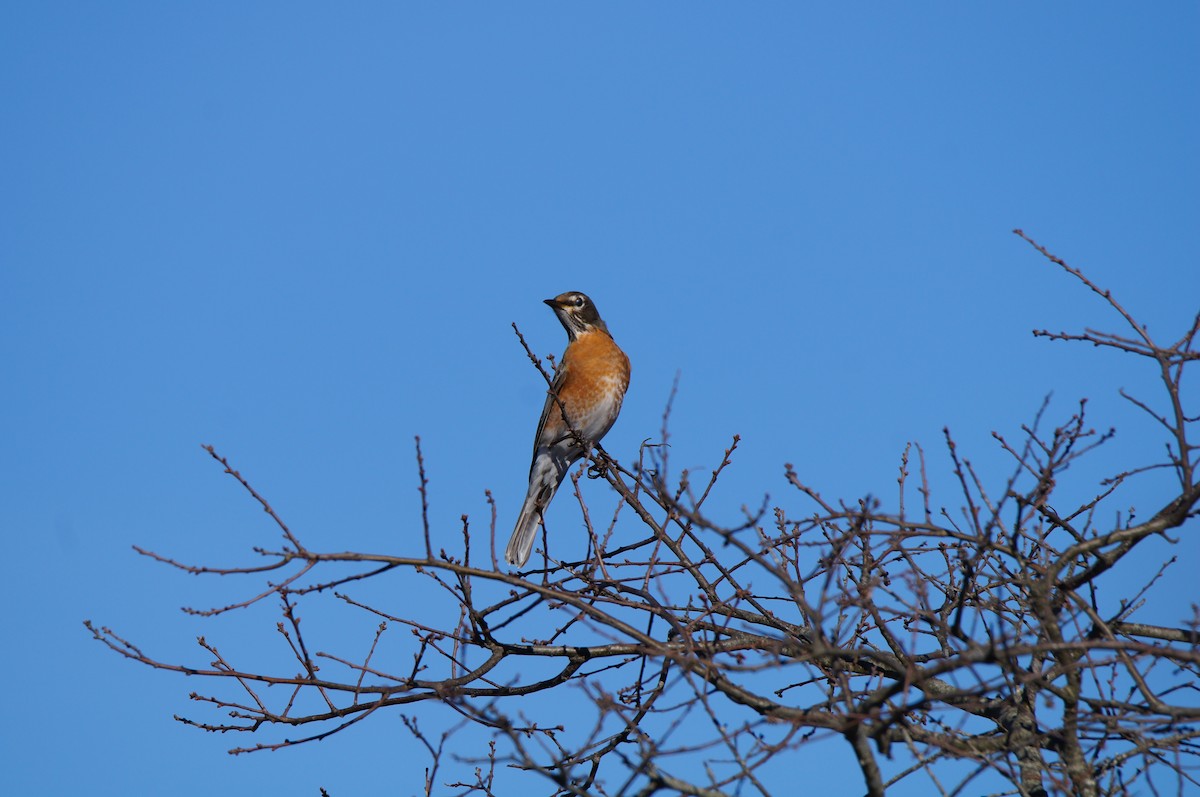 American Robin - ML647766991