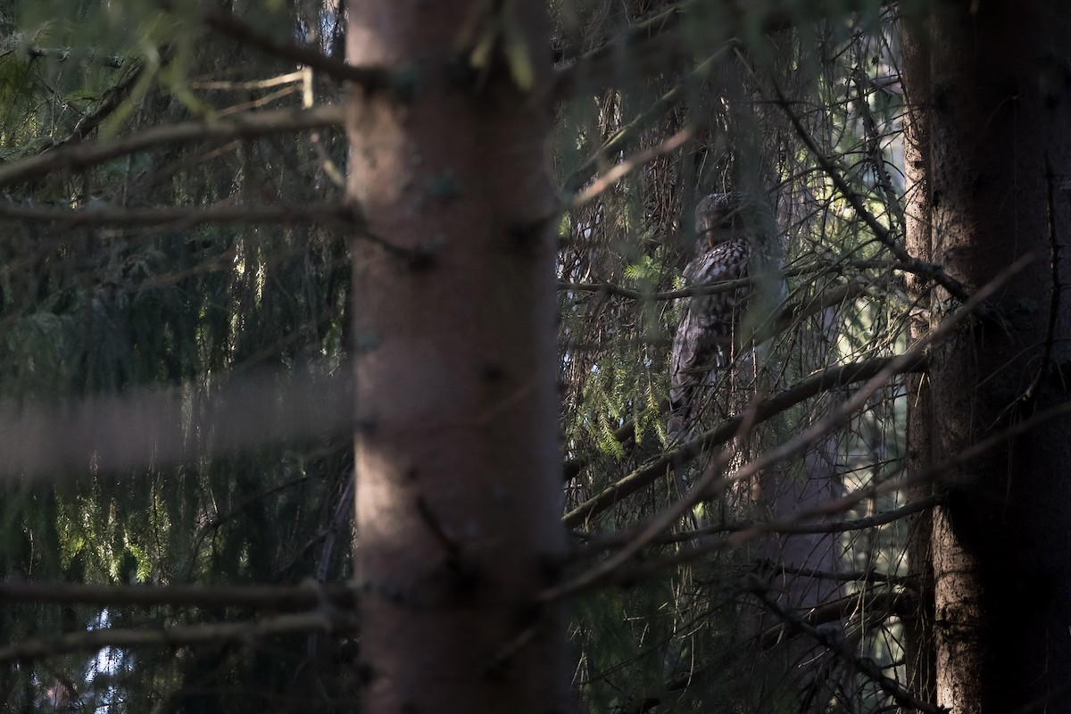 Ural Owl - ML647766992