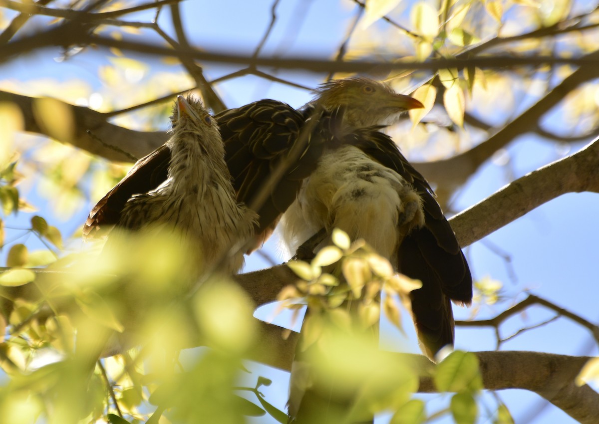 Guira Guguğu - ML647767006