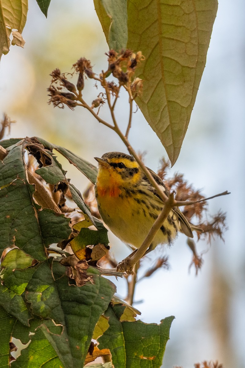 סבכון כתום-גרון - ML647767031