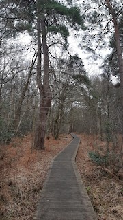 Emer Bog and Baddesley Common HIWWT NR, Hampshire, England, United ...