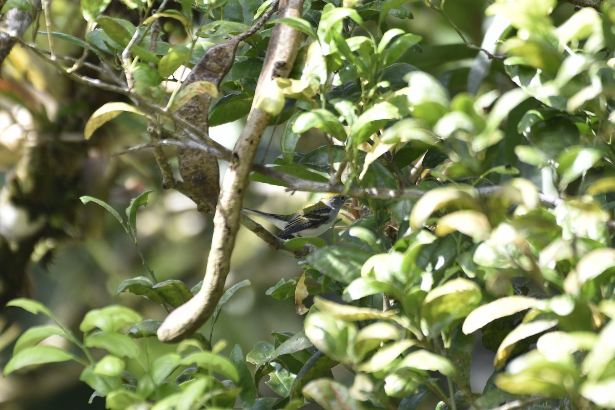 Chestnut-sided Warbler - ML647767050