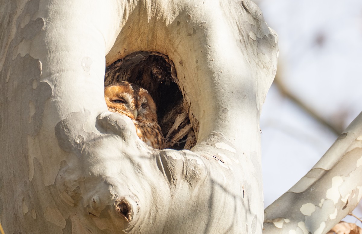 kattugle - ML647767070