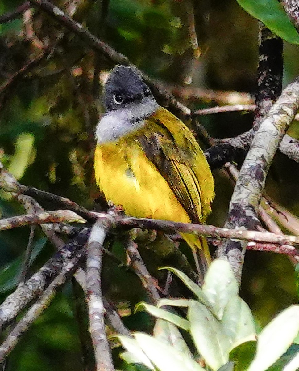 Gray-headed Canary-Flycatcher - ML647767075