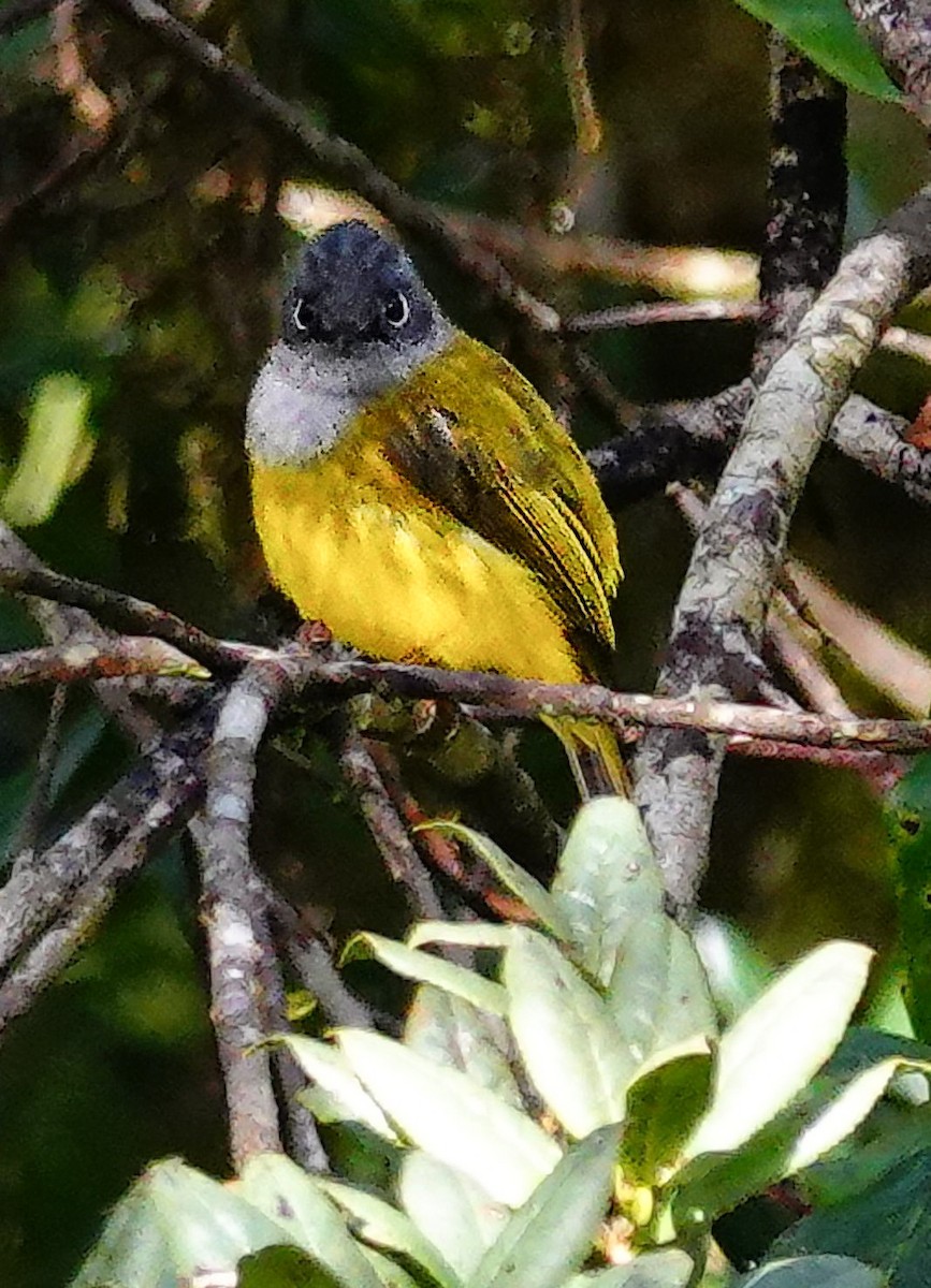 Gray-headed Canary-Flycatcher - ML647767076