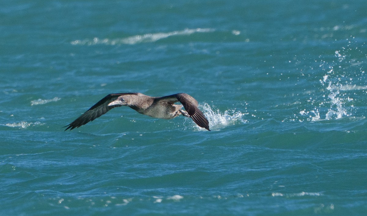 Northern Gannet - ML647767081