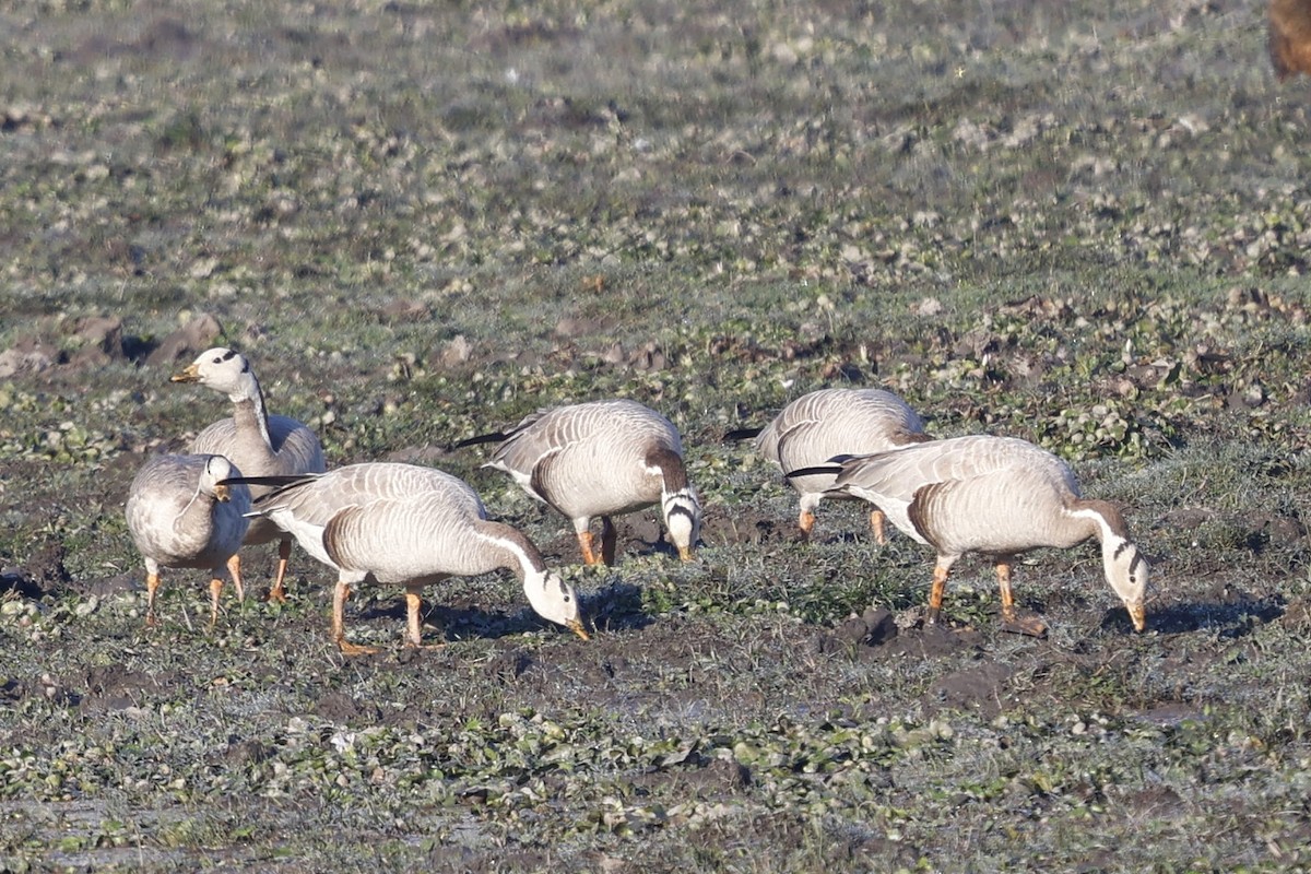Bar-headed Goose - ML647767108