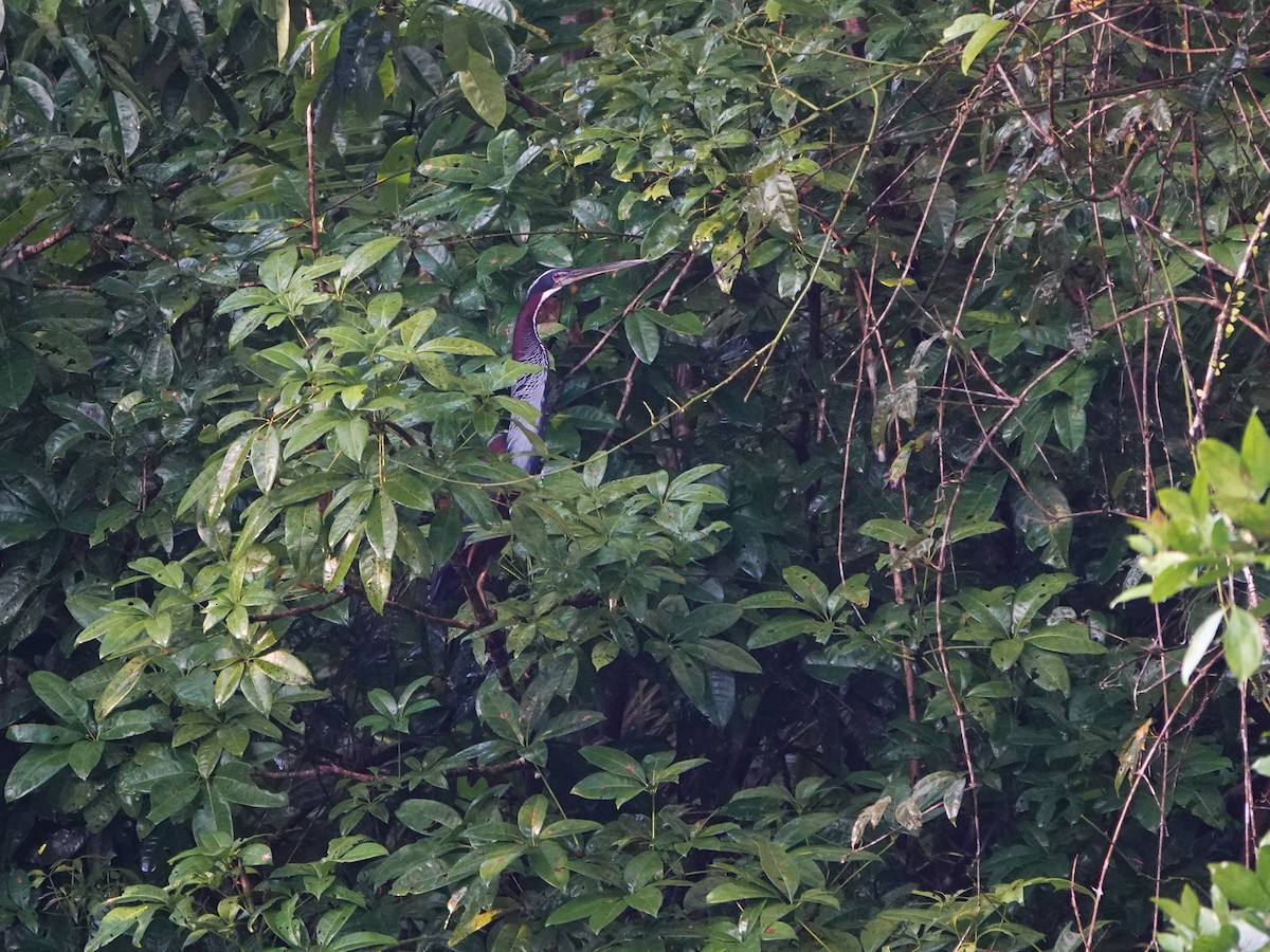 Agami Balıkçılı - ML647767122