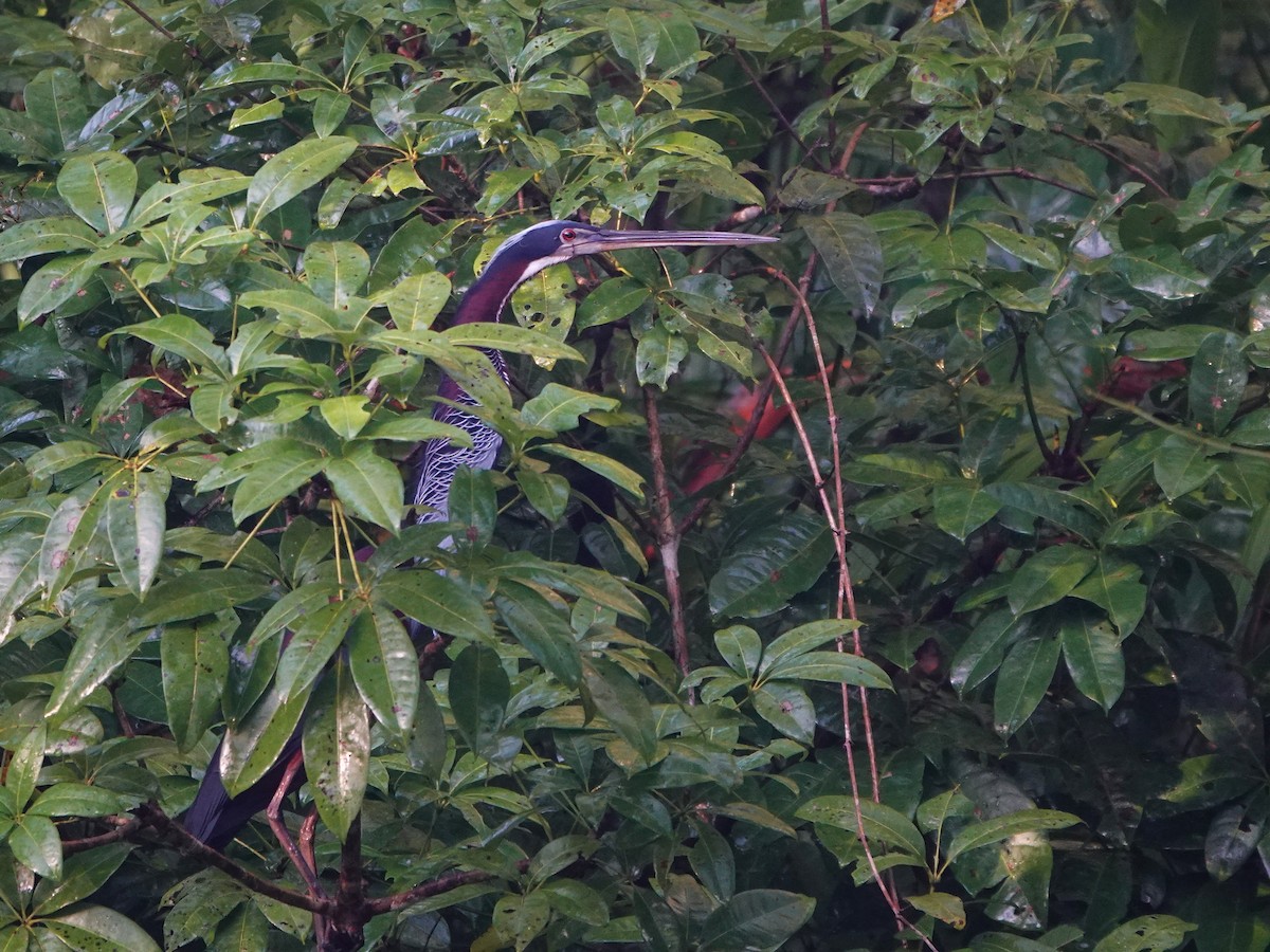 Agami Balıkçılı - ML647767125