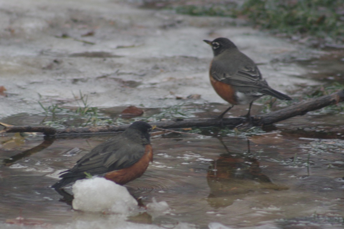 American Robin - ML647767162