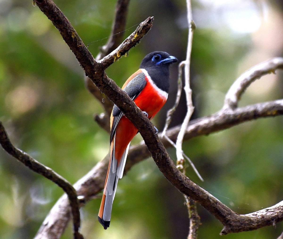 Malabar Trogon - ML647767167