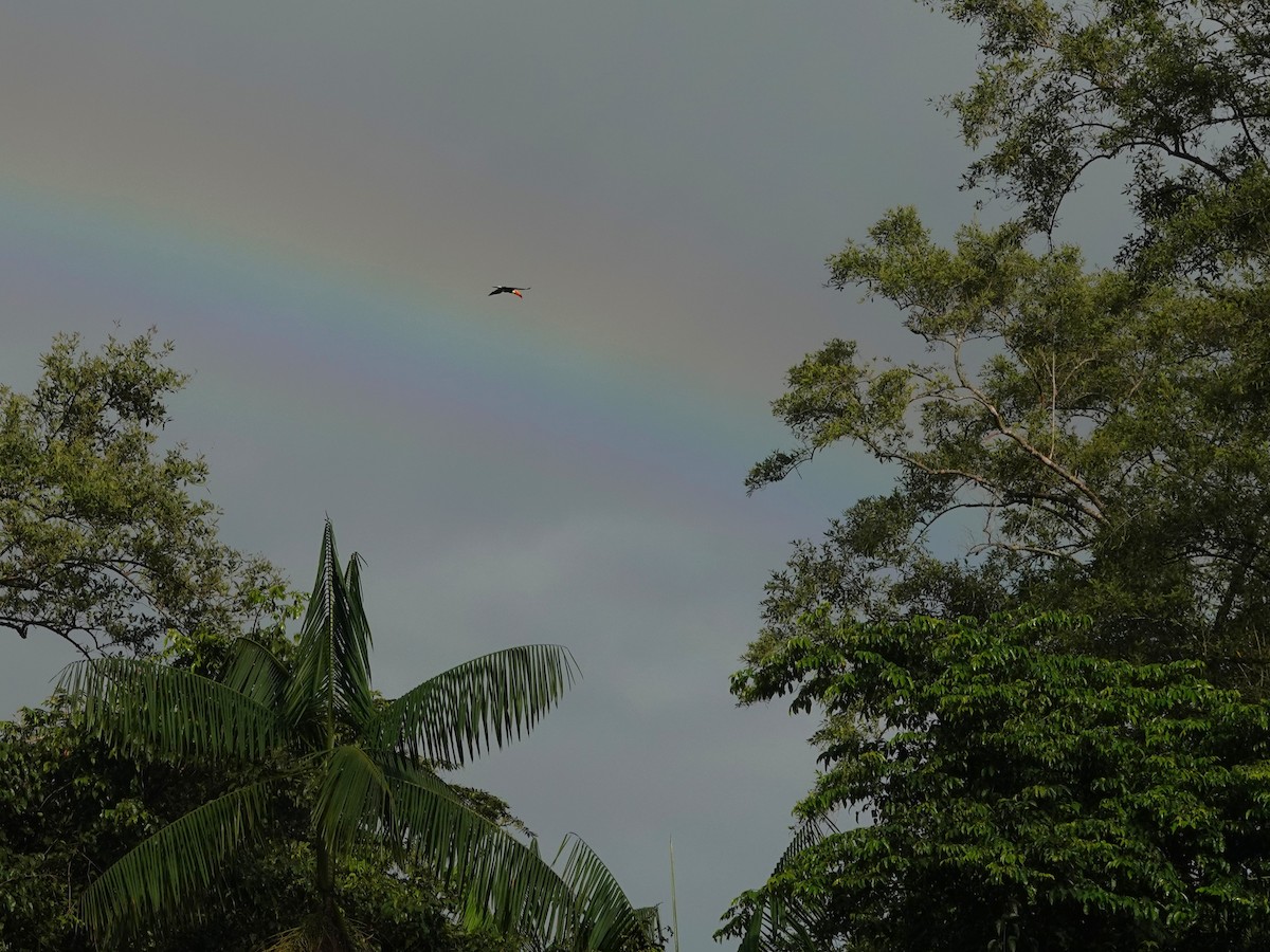 Toco Toucan - ML647767198