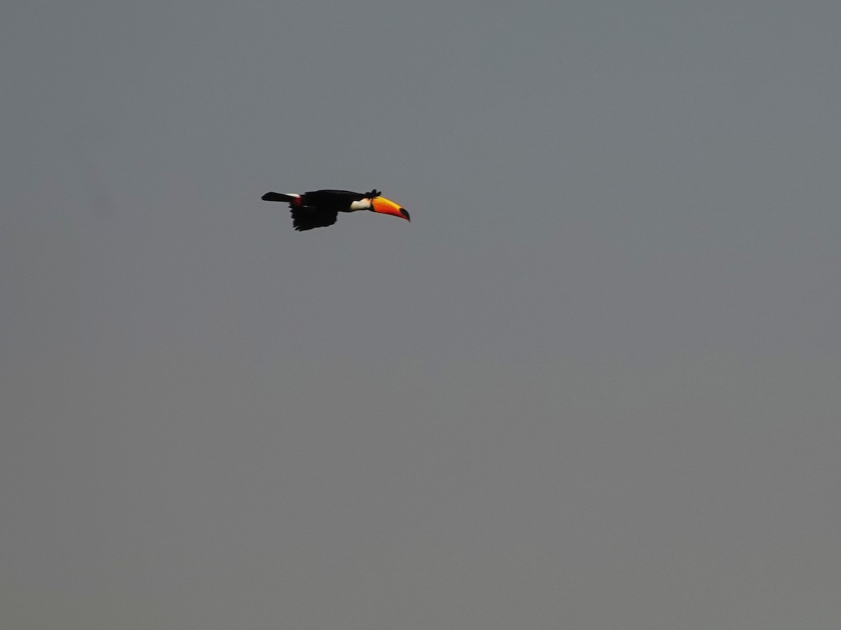 Toco Toucan - ML647767199