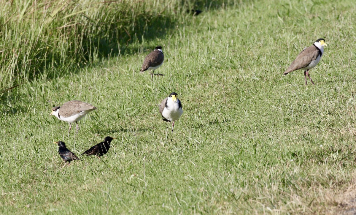 Hegabera maskaraduna - ML647767207