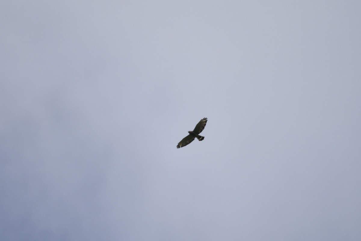 Broad-winged Hawk - ML647767227