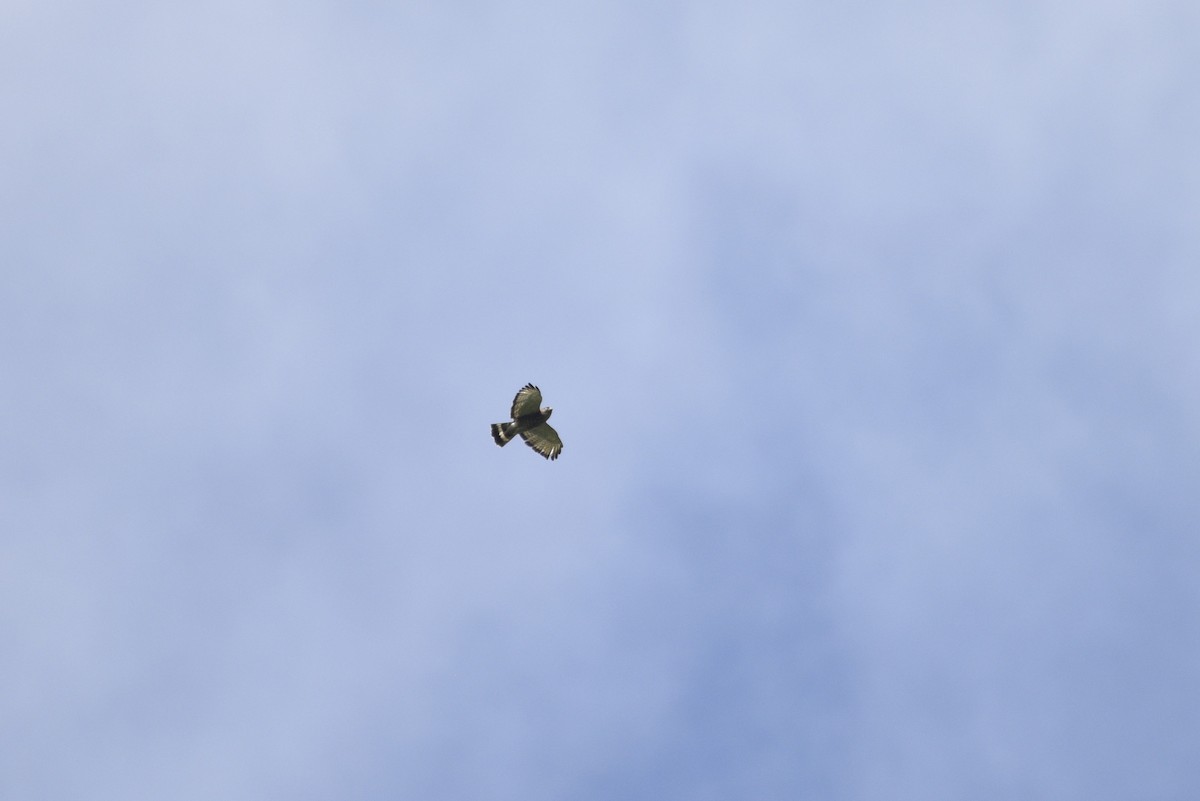 Broad-winged Hawk - ML647767240