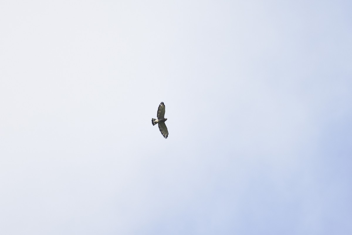 Broad-winged Hawk - ML647767258