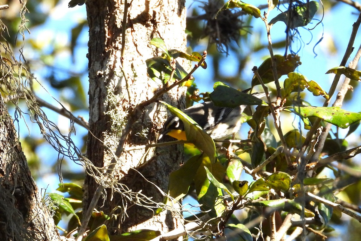 Paruline à gorge jaune - ML647767310