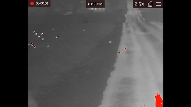 Horned Lark - ML647767332