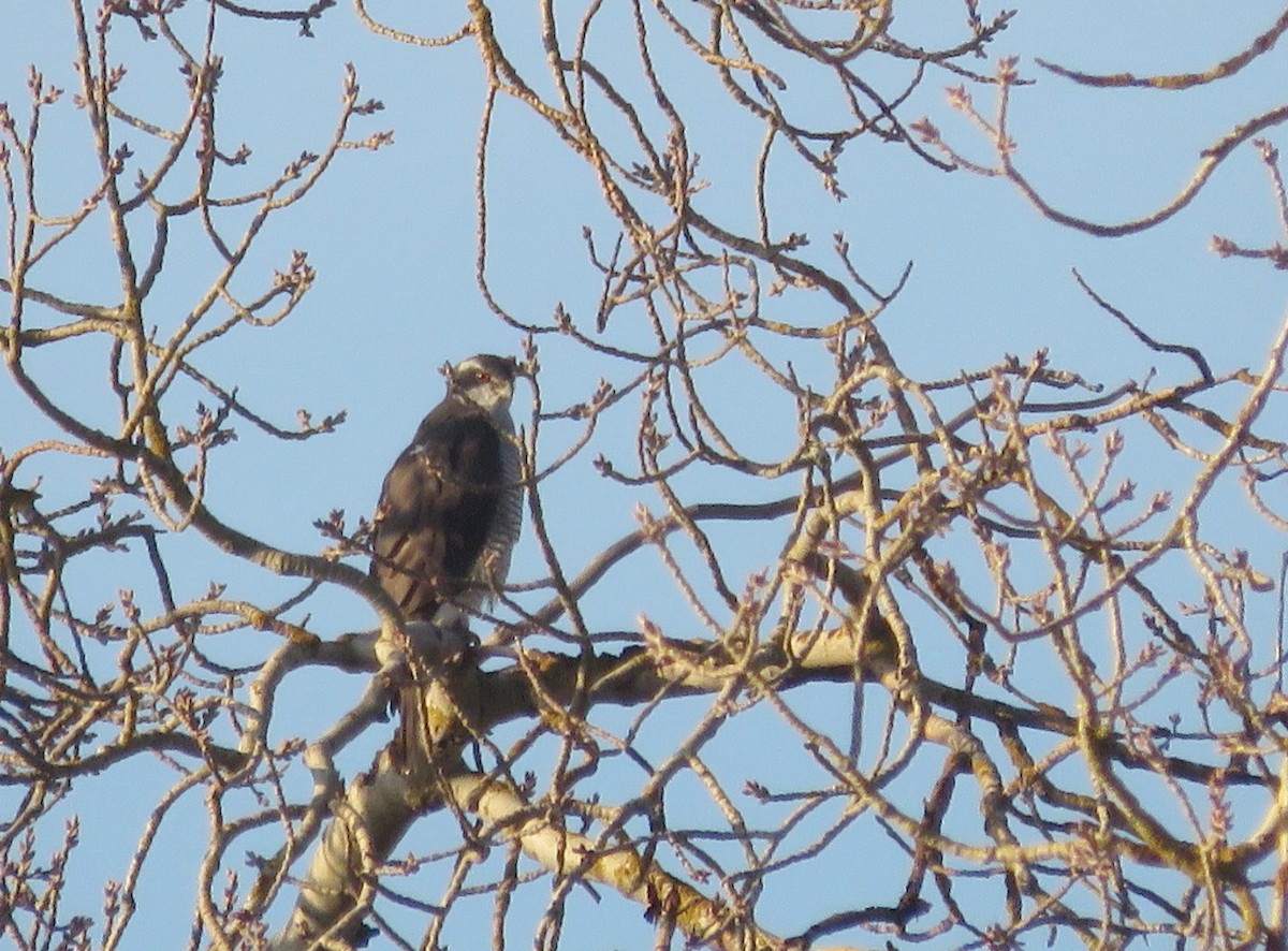 Eurasian Goshawk - ML647767366