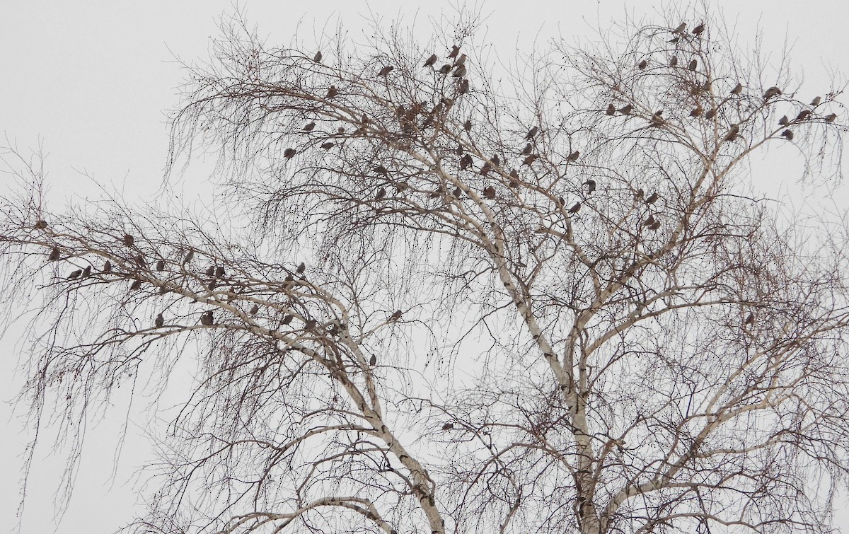 Bohemian Waxwing - ML647767372