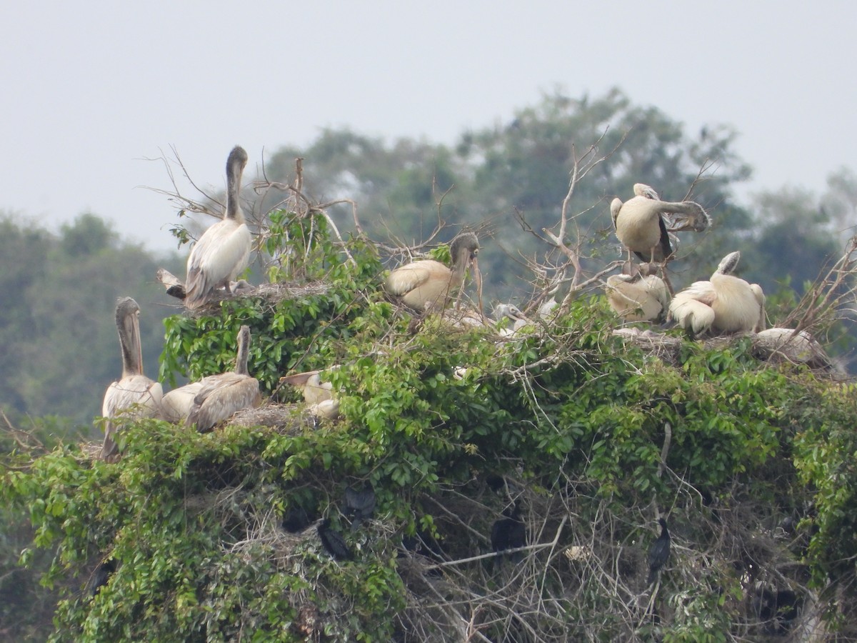 Hint Pelikanı - ML647767373