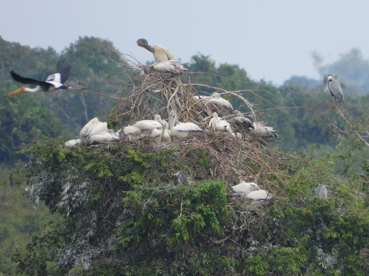 Hint Pelikanı - ML647767404