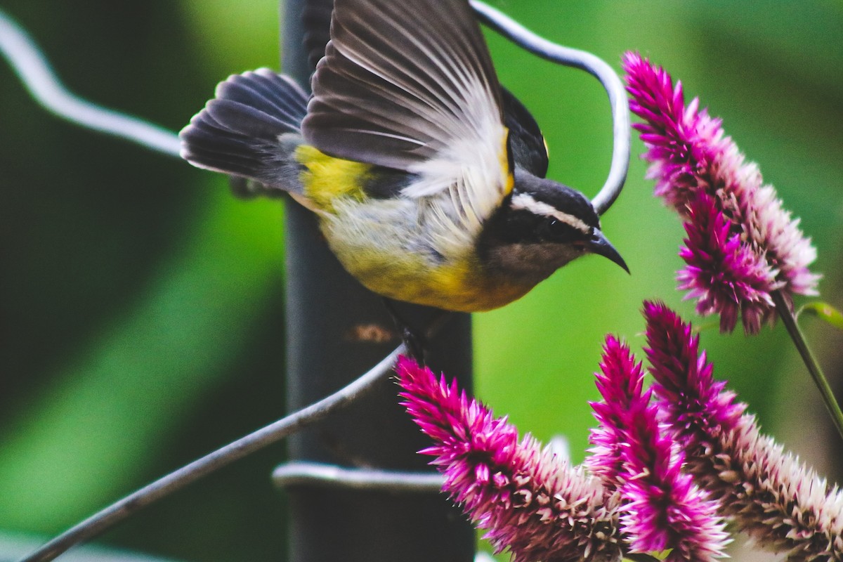 Bananaquit - ML647767410