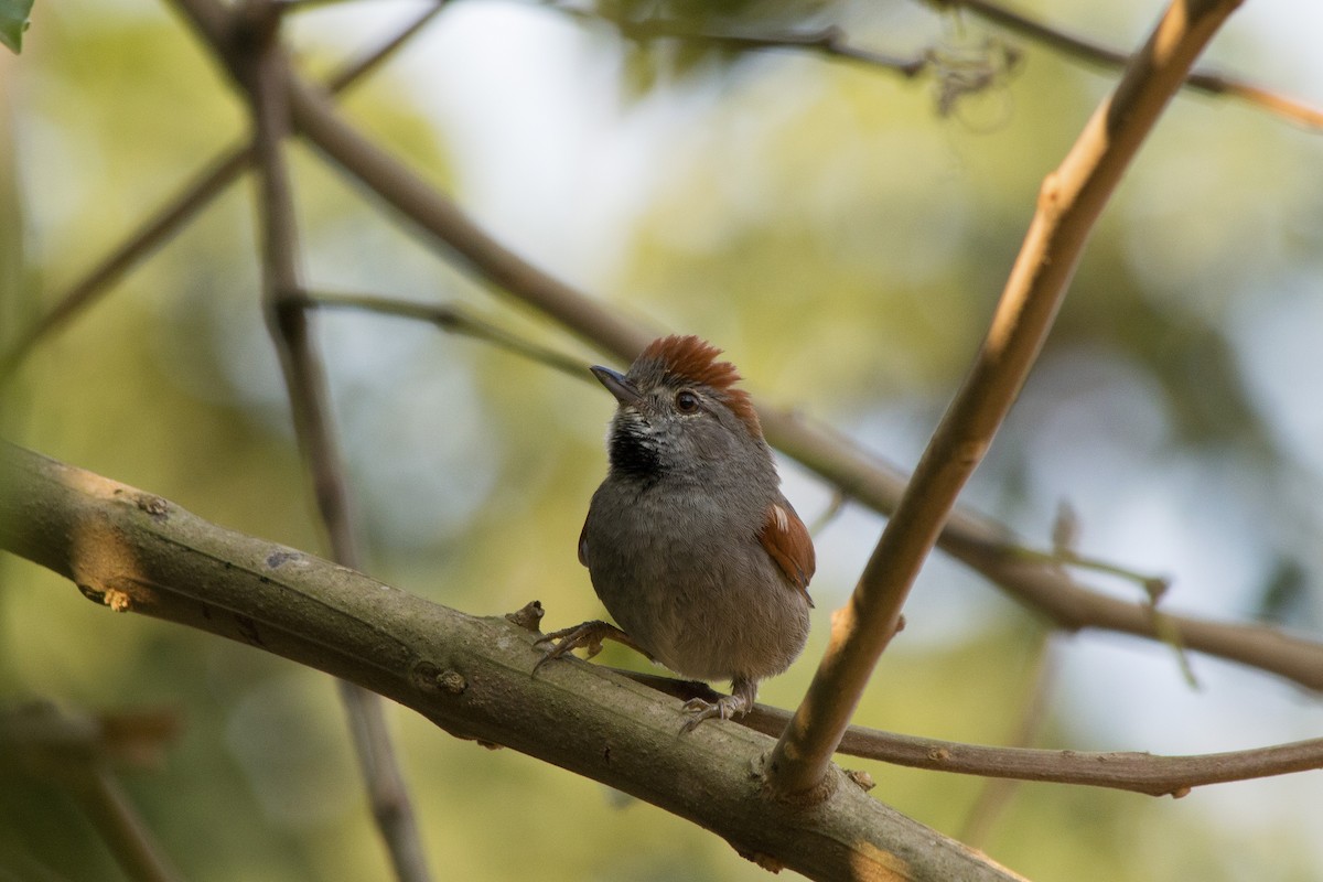 Sooty-fronted Spinetail - ML647767487