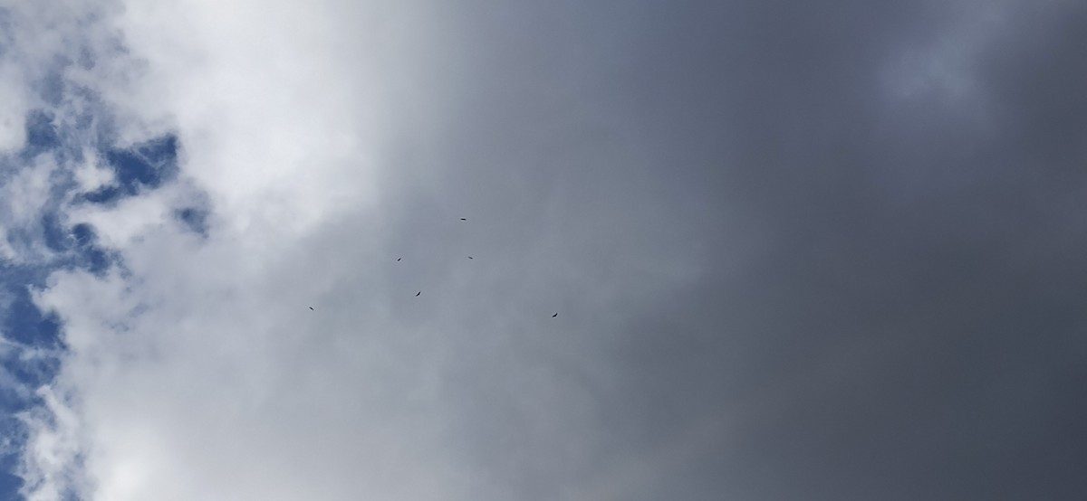 Buitre Negro - ML647767489