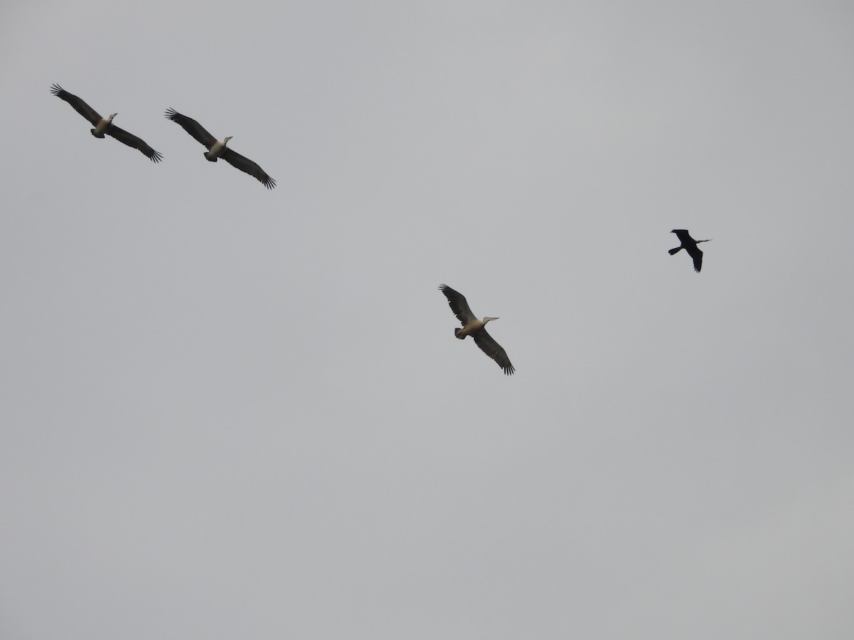 Hint Pelikanı - ML647767515