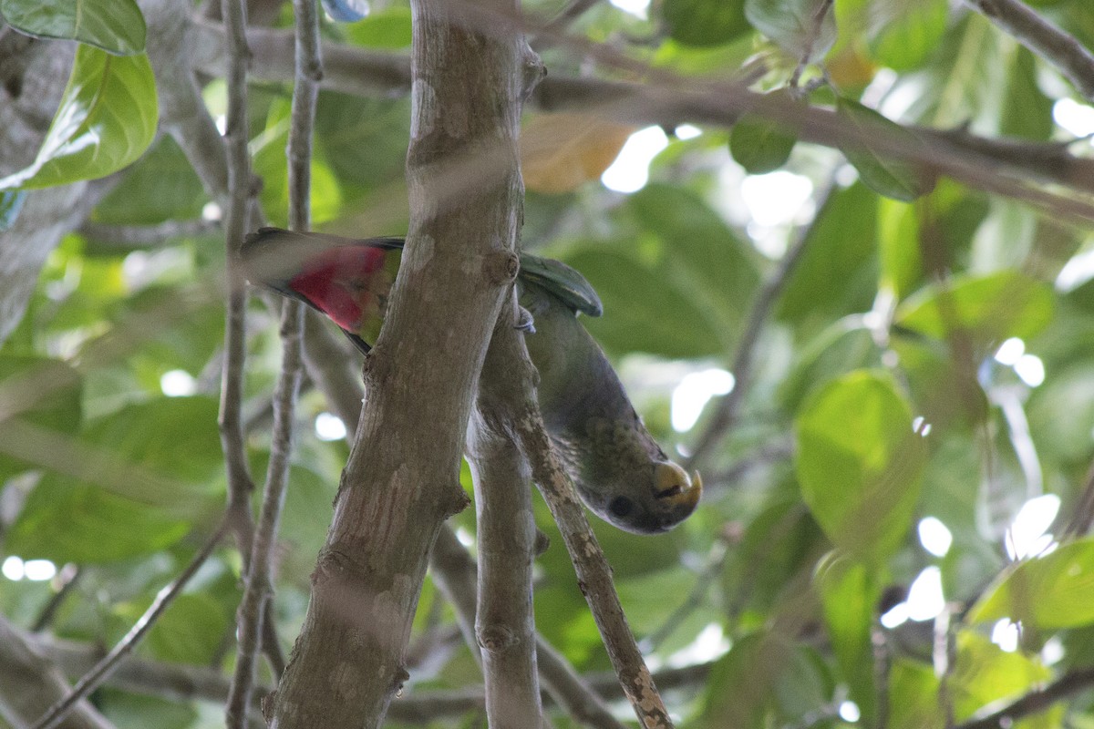 Scaly-headed Parrot - ML647767527
