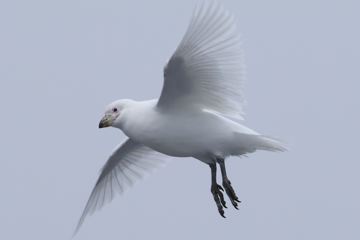 Snowy Sheathbill - ML647767541