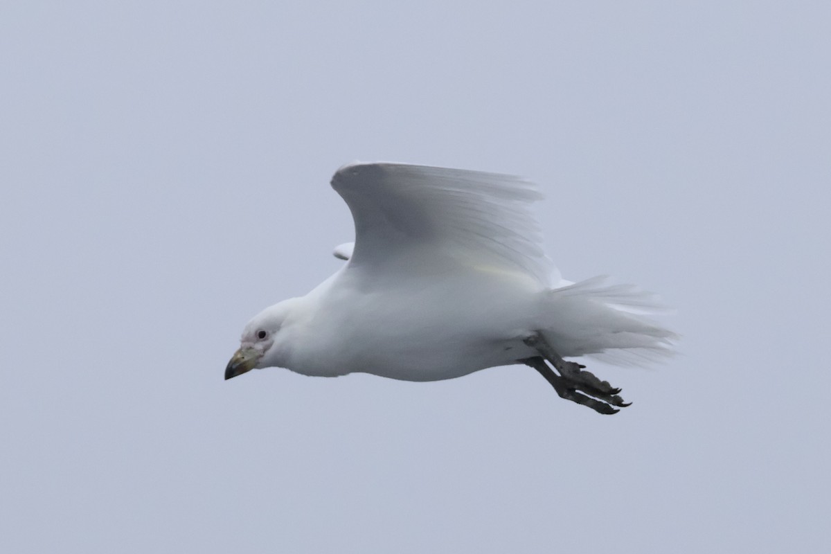 Snowy Sheathbill - ML647767542